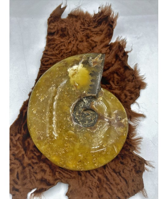 Doğal Fosil Amonit BSR0076KT