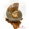 Doğal Fosil Amonit BSR01404KT