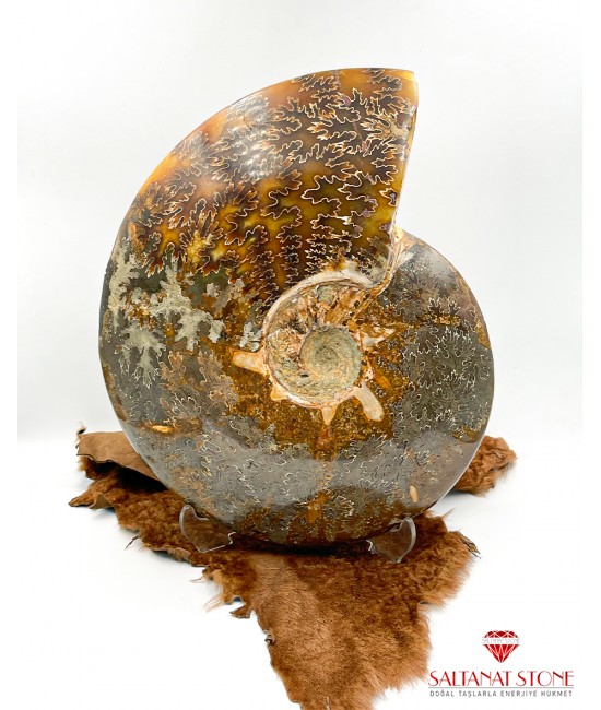 Doğal Fosil Amonit BSR01404KT