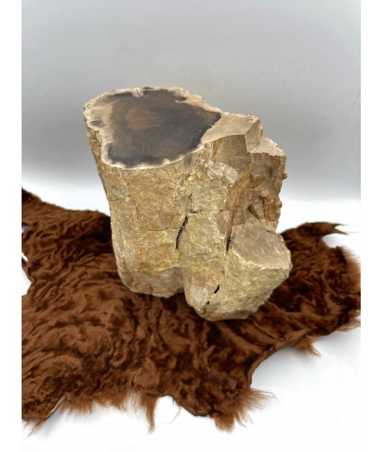 Doğal Fosil Ağaç BSR0079KT